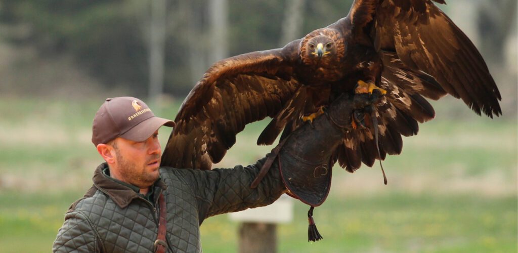 Eagleworld in Nordjylland