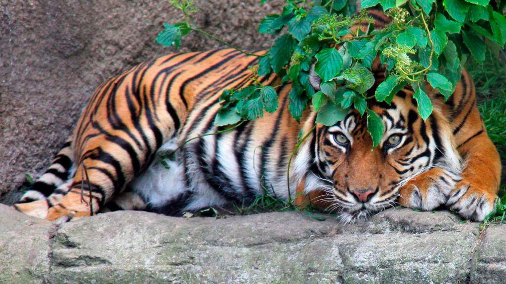 Tiger im Aalborg Zoo